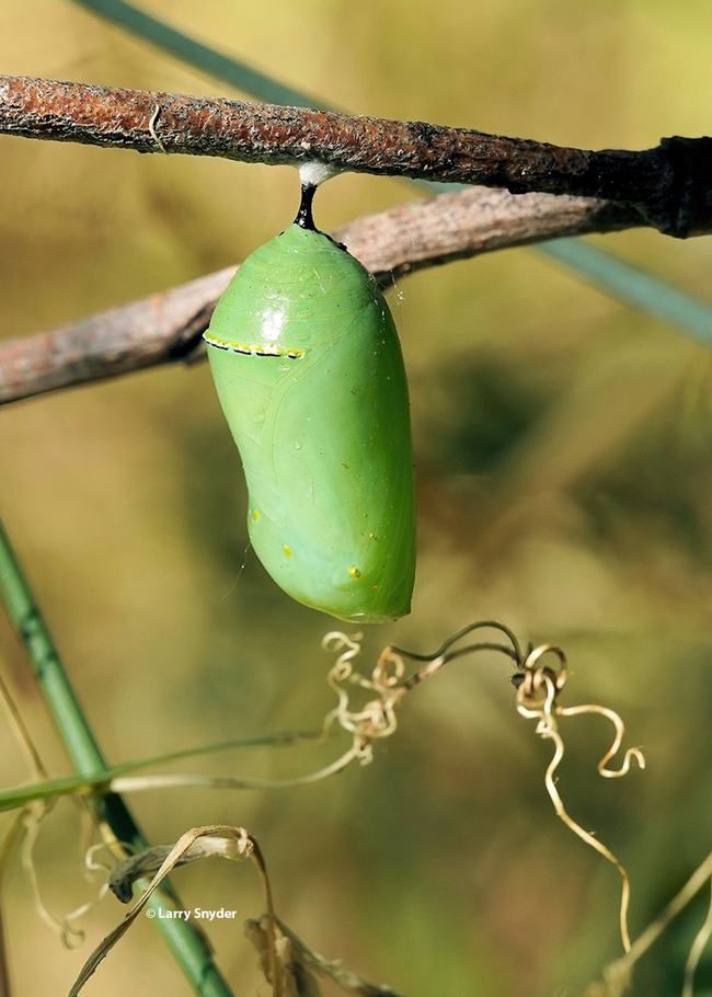 A monarch chrysalis in the Louie Yang research site in Davis, Calif. (Photo by Larry Snyder)