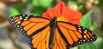 A male monarch butterfly nectaring on a Mexican sunflower, Tithonia rotundifola, in Vacaville, Calif. (Photo by Kathy  Keatley Garvey) for Entomology & Nematology News Blog