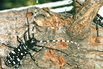 Asian longhorned beetle (Anoplophora glabripennis) is a destructive wood-boring pest that feeds on maple and other hardwoods, eventually killing them. (USDA Photo)