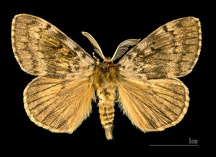 In its larval stage, the spongy moth, Lymantria dispar, formerly known as the gypsy moth, is a pest of deciduous and coniferous trees. (Wikipedia Photo)