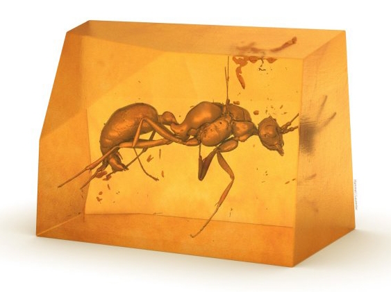 Three-dimensional image of the previously unknown extinct ant species. (Photo by Hammel/Lauströer)