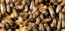 An inside look at a honey bee colony. (Photo by Kathy Keatley Garvey) for Entomology & Nematology News Blog