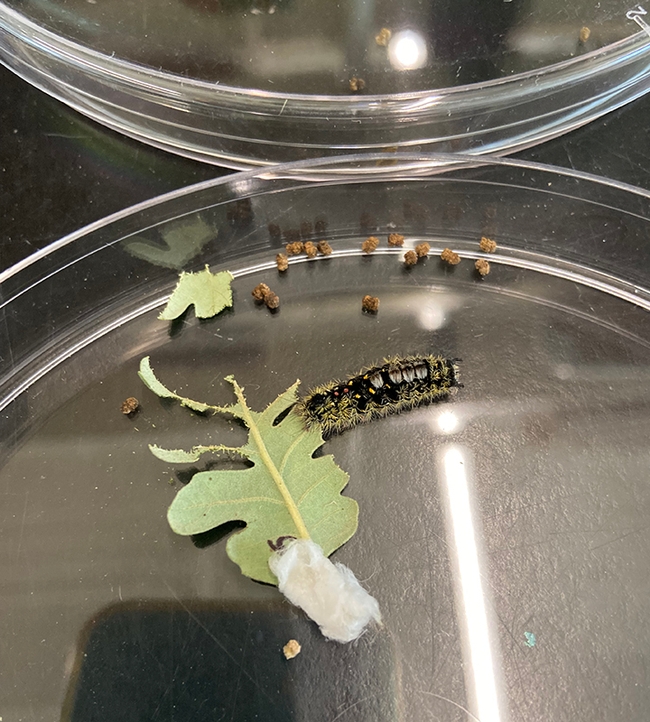 The caterpillar of the western tussock Moth (Orgyia vetusta) eating oak leaves in the UC Davis lab.