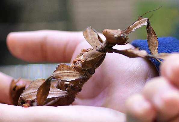 A youngster cradles a stick insect. (Photo by Kathy Keatley Garvey)