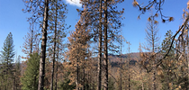 USDA forest research entomologist Chris Fettig will discuss bark beetle damage (shown) when he delivers a UC Davis Department of Entomology and Nematology seminar at 4:10 p.m., Wednesday, Feb. 1. (Photo courtesy of Chris Fettig) for Entomology & Nematology News Blog
