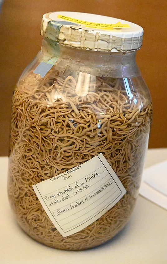 Nematodes from the stomach of a minke whale that died in 1990. Display courtesy of the California Academy of Sciences.