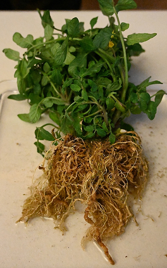 Tomato roots infected with root-knot nematodes. (Photo by Kathy Keatley Garvey)