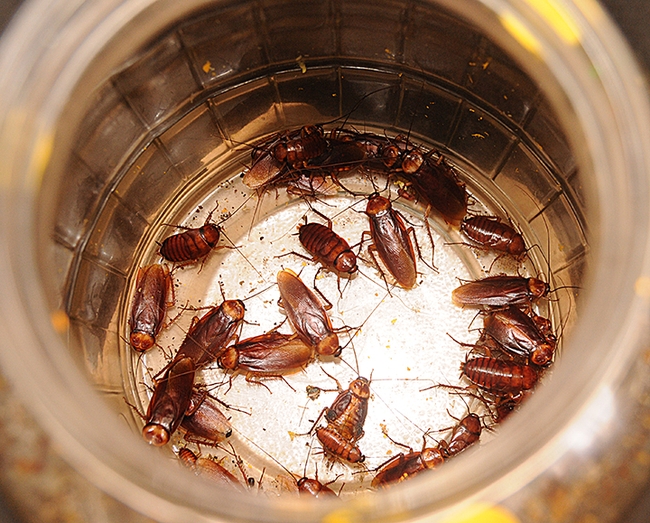American cockroaches from the Bob Kimsey lab are ready to race in the UC Davis Department of Entomology and Nematology's cockroach races. (Photo by Kathy Keatley Garvey)