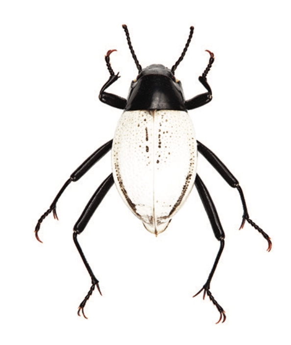 This is the white darkling beetle, a bicolor Onymacris species, that Iris Quayle studies. (Photo courtesy of Iris Quayle)