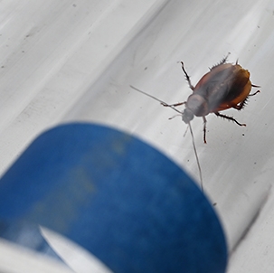 Bob, the roach, makes a run for it and nears the finish line. (Photo by Kathy Keatley Garvey)