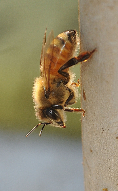Close-up of a worker bee. (Photo by Kathy Keatley Garvey)