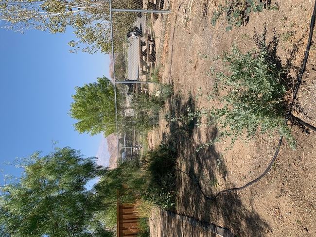 A desert shrub near an irrigation line in a garden with no weeds.
