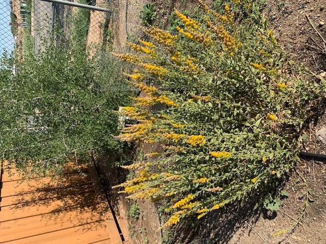 A shrub with yellow flowers in spikes.