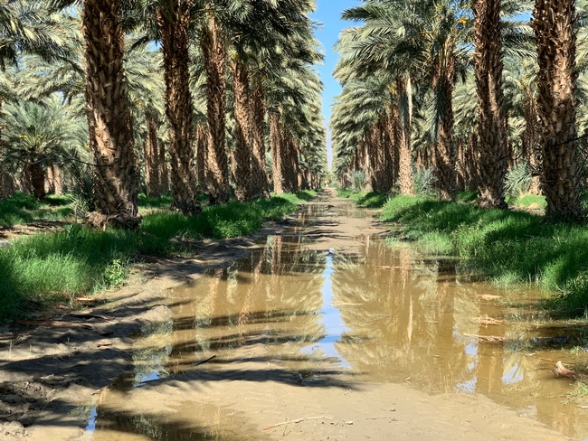 Date palms upright with slight flood visible on ground.