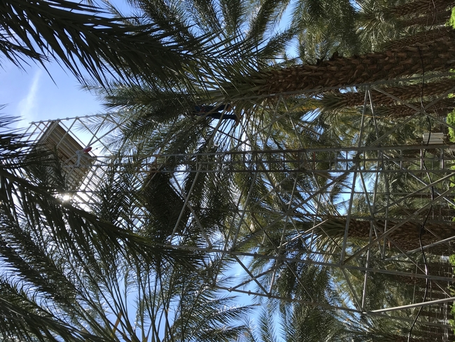 A tall tower that overlooks a field of date palms. Researchers use the tower to assess the top of date palms when running experiments.
