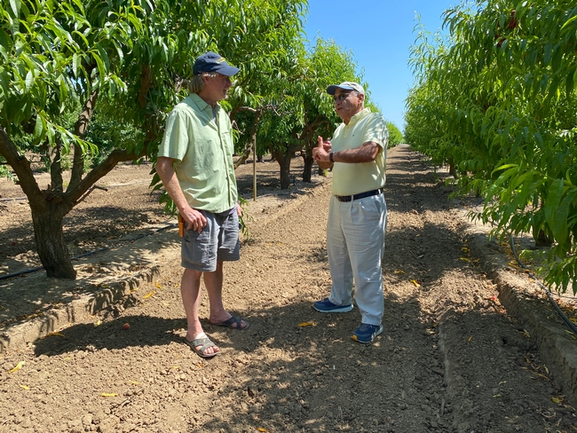 Two men chatting, standing between the rows of a lush green peach orchard.