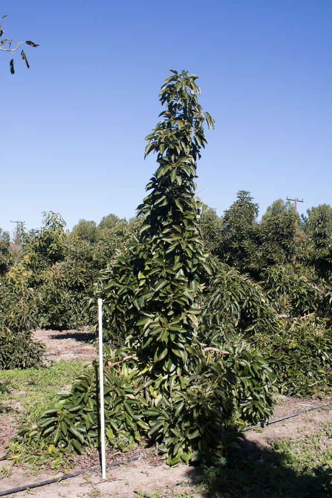 A photo of a skinny and tall avocado tree.