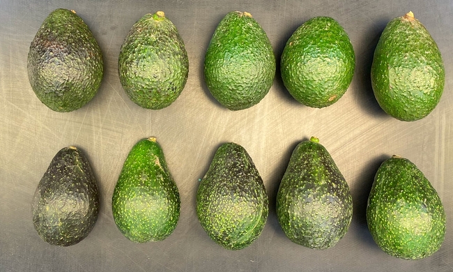 Two types of avocado varieties: 'Hass' and 'Luna UCR.'