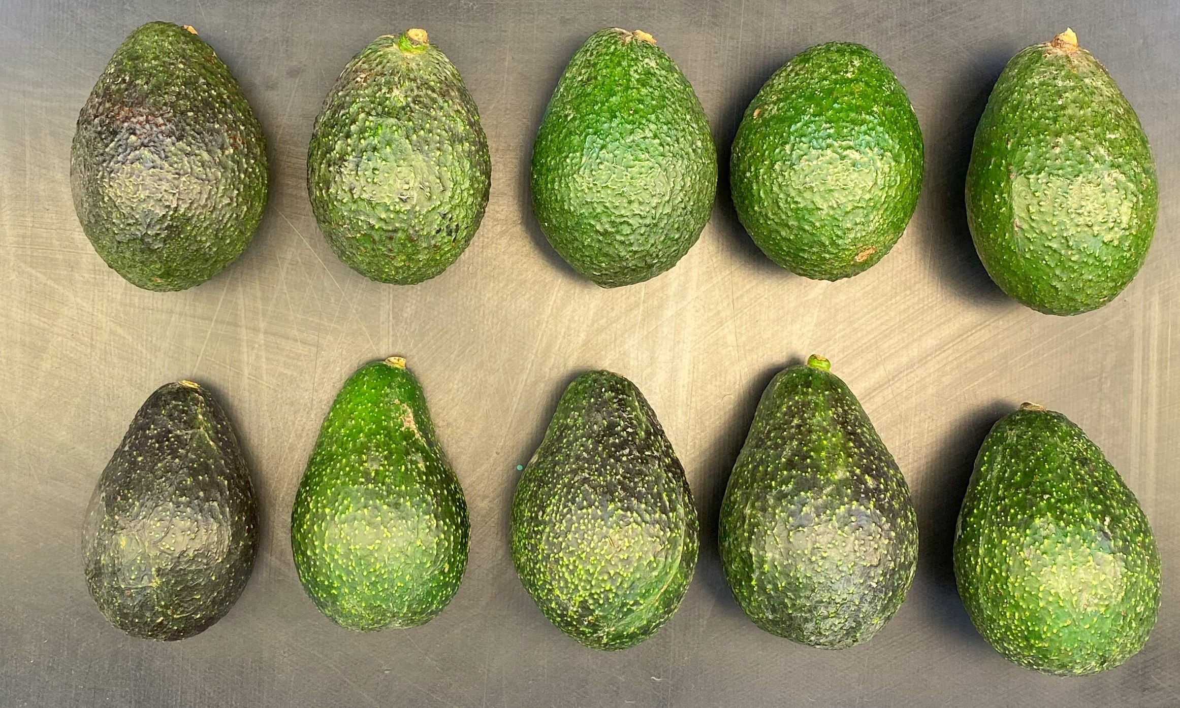 New avocado proves tasty and safer to harvest at UC ANR research and extension centers