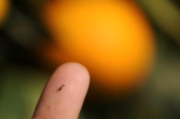 Tiny psyllid shown on a fingertip
