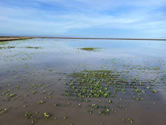 Colusa site flooded after high rainfall events in February 2023. Flooding events resulted in a poor establishment of all cover crop treatments.