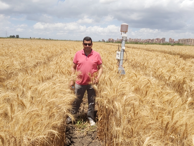 Atef Swelam stands in a raised-bed wheat field in the Nile Delta of Egypt