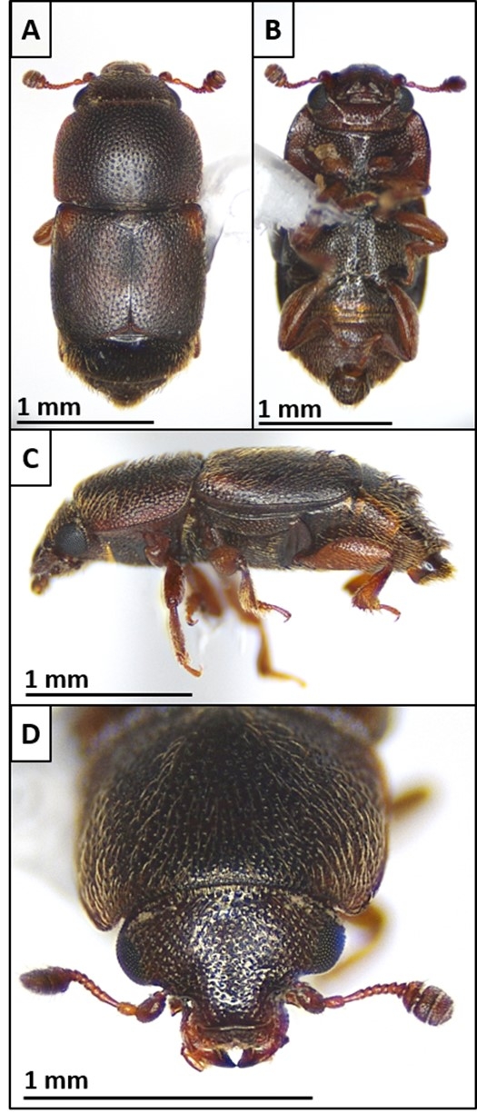 Views from different angles of a carpophilus beetle