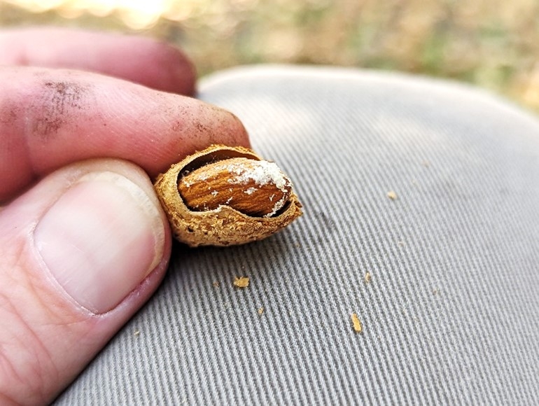 New pest infesting almonds and pistachios in the San Joaquin Valley