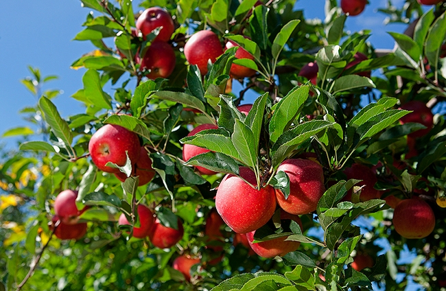 Red-skinned apples hang in a tree