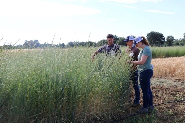 Three researchers examine wheatgrass plots