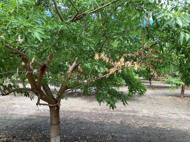 Almond tree with dead branch caused by aerial Phytophthora