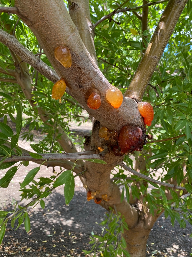 Gold, amber and burgundy gum balls on an almond tree