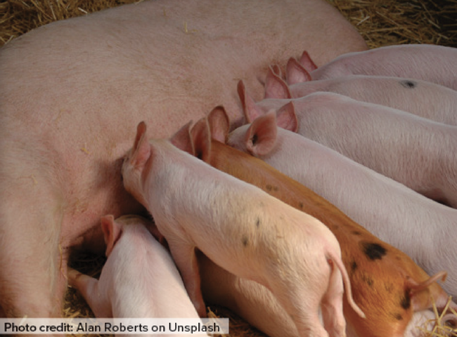 7 piglets nurse on sow