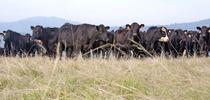 To better understand individual grazing patterns, researchers went to the UC Sierra Foothill Research and Extension Center in Browns Valley and tracked 50 beef cows fitted with GPS collars. File photo by Ray Lucas for Food Blog Blog