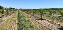 UC Cooperative Extension researchers will discuss best irrigation and nutrient management practices tailored specifically for young orchards in the San Joaquin Valley. for Food Blog Blog