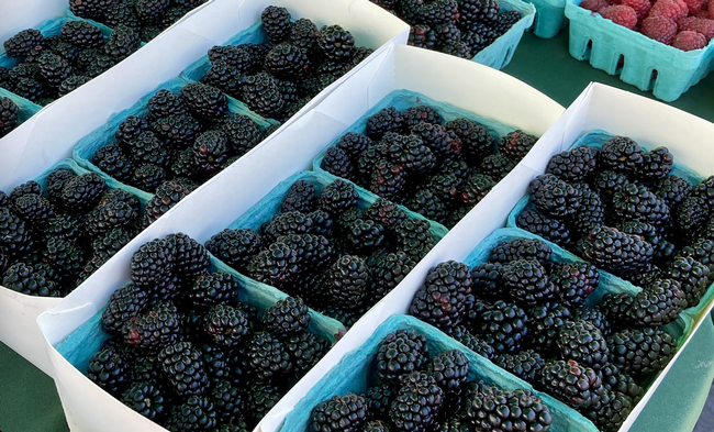 Blackberries in square, green paper baskets on display on a table.