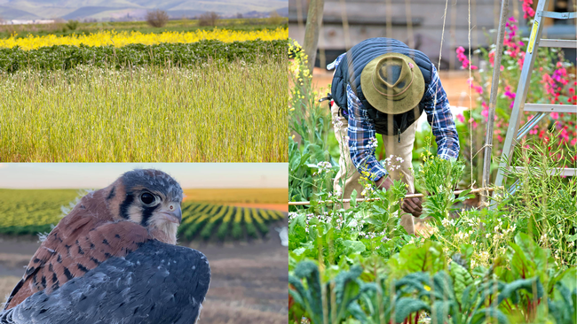 Clockwise from lower left, kestrel with field in background, a pattern of cover crops in field, and a person bent over tending to a garden.