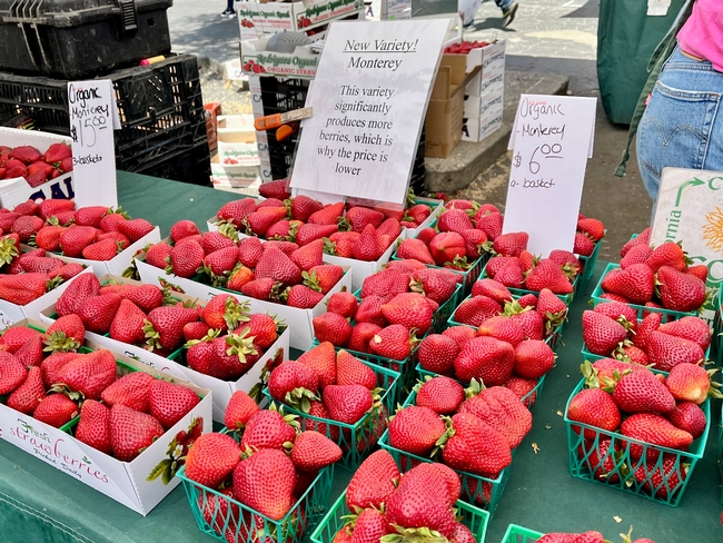 Sign reads: “New Variety! Monterey. This variety significantly produces more berries, which is why the price is lower.” Smaller sign: Organic Monterey $6 a basket.