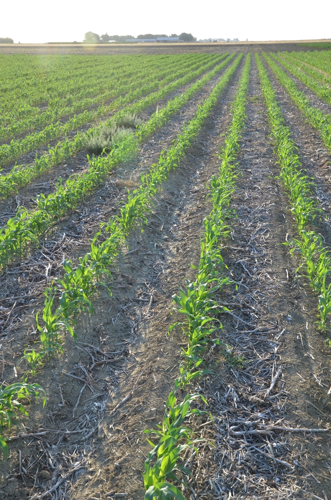 Sorghum planted into cover crop and residue from the prior crop