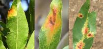 Advanced symptoms of red leaf blotch (RLB) include large, yellow-orange blotches (roughly 1/2