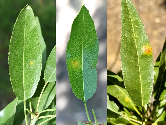Early symptoms of red leaf blotch include small, pale yellowish spots or blotches