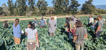 UCCE Specialty Crops and Horticulture Advisor Eddie Tanner discusses findings from an organic cauliflower varietal trial at a recent Organic Agriculture Institute field day in Humboldt County. Photo by Houston Wilson for Food Blog Blog