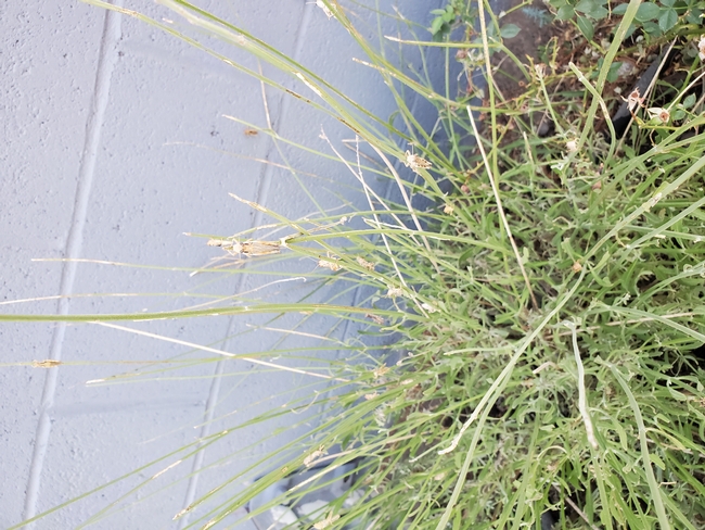 Grasshoppers congregate on a denuded lavender plant.