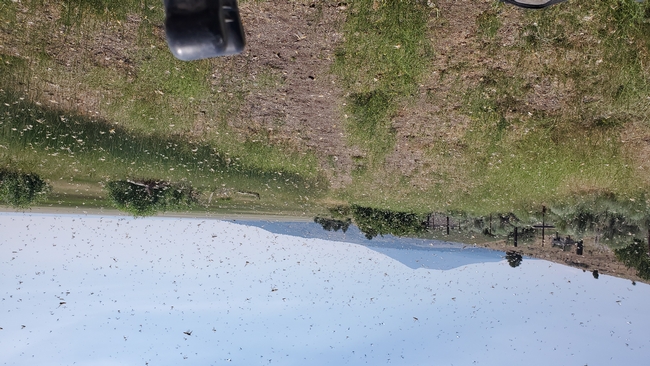 Grasshoppers fly in front of tractor