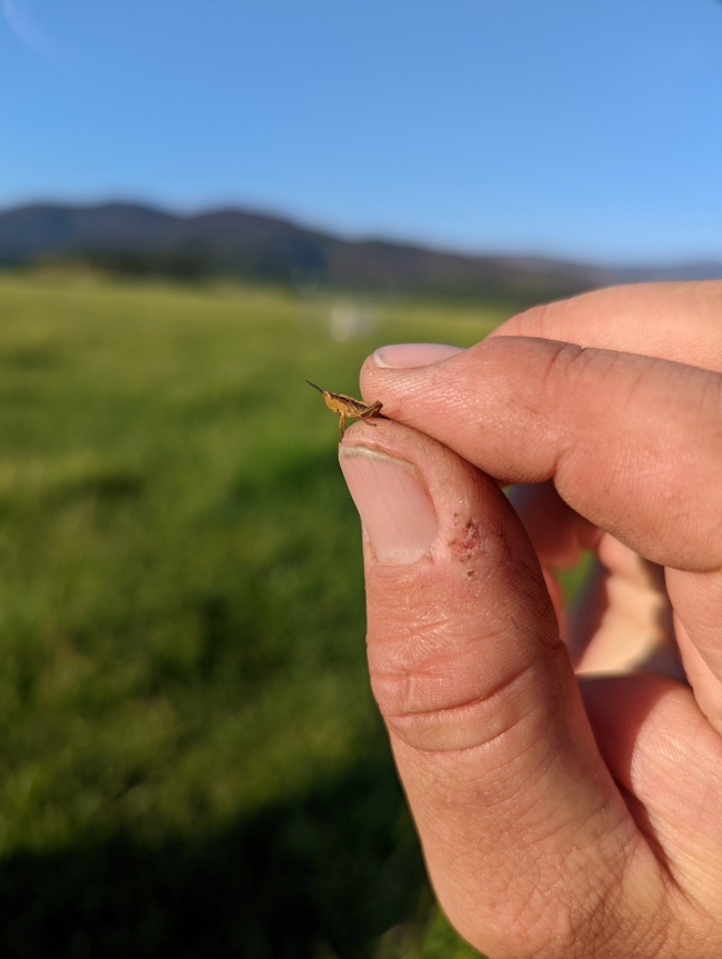 A grasshopper is held between the thumb and finger of a hand.