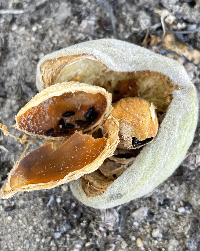 Carpophilus beetles in hullsplit almond