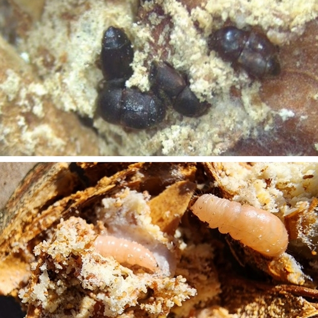 Top image: carpophilus beetles and damage and frass; bottom image: navel orangeworm larvae and damage and frass