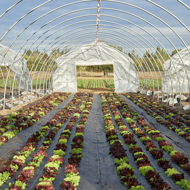 Red and green leaf lettuce grows in rows in an open tunnel.