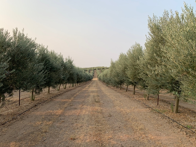 High-density California olive orchard