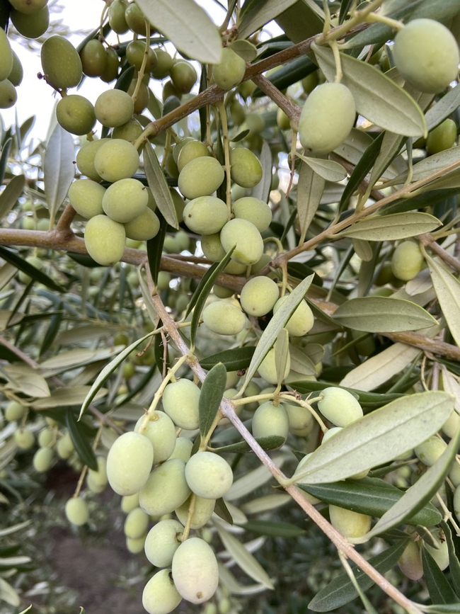 Green Arbosana olives on the tree